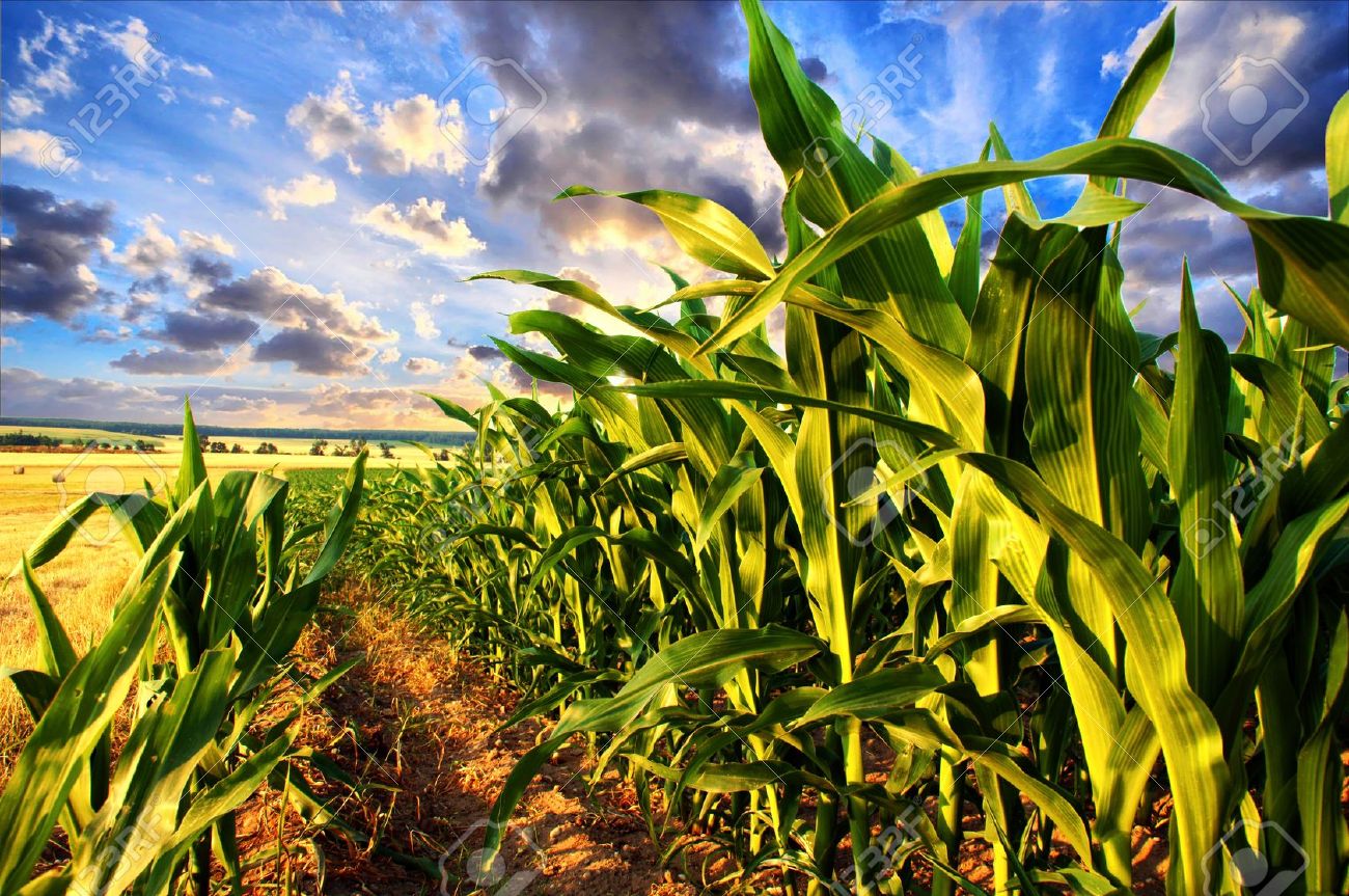 18655250-Corn-field-and-sky-with-beautiful-clouds-Stock-Photo-biomass